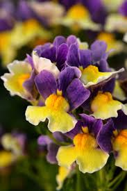 Image result for Nemesia
