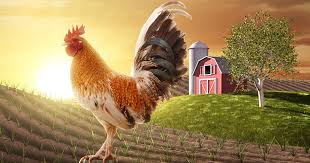 Empecher Le Coq De Chanter Trop Tot Mes Poules