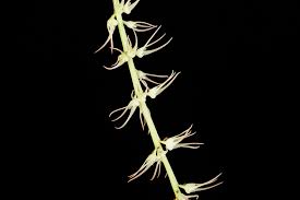 Image result for Bulbophyllum cochleatum