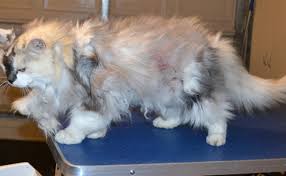 Make sure you rinse a few times to get it all out. Shirley Kylies Cat Grooming Services