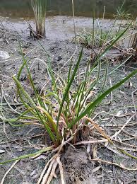 Image result for Juncaginaceae