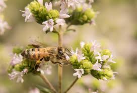 Da bienen das ganze jahr über auf nahrungssuche sind, ist es aber nicht nur wichtig, möglichst viele verschiedene ungefüllte blumen zu oft wird den bienen der weg dorthin auch durch dichte blütenblätter versperrt. Dein Einsatzort Balkon Und Garten Fur Bienen Bienenretter Projekt