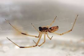 Cases in which males eat females are rare. Male Widow Spiders Prefer Younger Ladies So They Don T Get Eaten Science Smithsonian Magazine