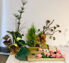 Image result for Meiostemon tetrandrus