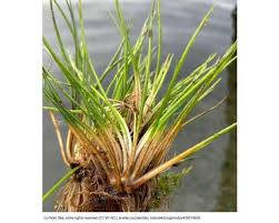 Image result for Isoetaceae