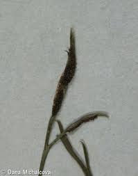 Image result for sleziník Asplenium