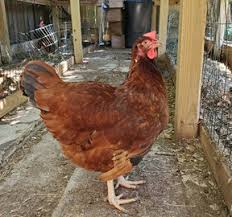 They were developed to lay as many eggs as possible in a short amount of time and become laid out earlier, too. Right Materials And Practices Will Improve Backyard Chicken Production Education Magnoliareporter Com