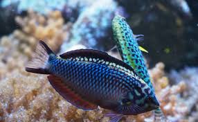 The black leopard wrasse, also known as leopard wrasse or yellowspotted wrasse, has a dark body with light blue to yellowish spots. Black Leopard Wrasse Page 2 Reef2reef Saltwater And Reef Aquarium Forum
