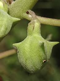 Image result for Tephrosia tanganicensis