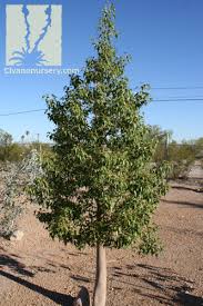 It is hardy to zone (uk) 10. Bottle Tree Brachychiton Populneus Civano Nursery Tucson Plant Nursery