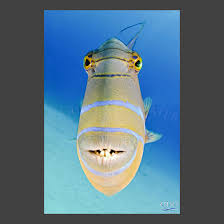 There are now 15 artificial reefs in the atlantic ocean off the coast of daytona beach and they are a huge success for bottom dwelling species such as snapper and grouper. Queen Triggerfish Attack Gug Underwater