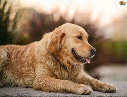 Golden retriever puppies are adorable! Golden Retrievers And Obesity Issues Pets4homes