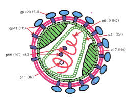 Image result for Litogyne gariepina
