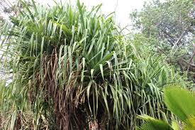 Image result for Pandanus sp. B