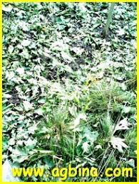 Image result for Leptochloa uniflora