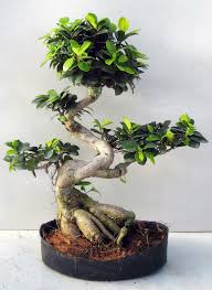 Ficus Microcarpa Ginseng Bonsai Bonsai Ficus Plantas Bonsai Jardin De Bonsais Bonsai
