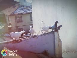 Ankara Kus Kumes Alim Satim Home Facebook