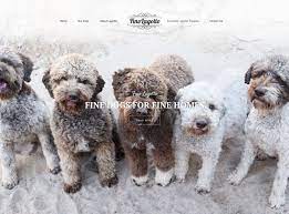 Fino Lagotto Fine Dogs For Fine Homes Lagotto Romagnolo Puppy Dogs Lagotto Romagnolo