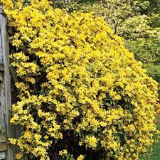 Maybe you would like to learn more about one of these? Flower Bulbs Shrubs Ornamental Grasses Groundcover Plants Discount Plant Garden And Perennials Mi Bulb Michiganbul Carolina Jasmine Garden Vines Plants