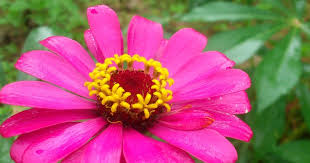 Dalam bahasa latin bunga matahari disebut dengan helianthus annuus l. 55 Nama Dan Gambar Bunga Matahari Terbaru Riwayat Gallery