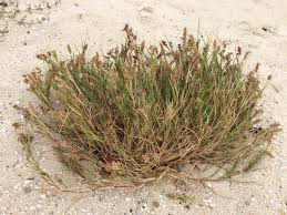 Image result for Cenchrus