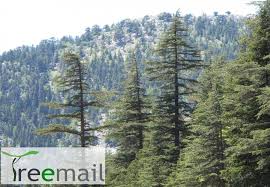 Check spelling or type a new query. Tauruszi Libanoni Cedrus Cedrus Libani Ssp Stenocoma