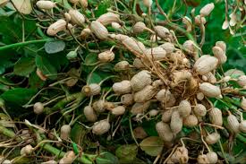 Image result for Arachis hypogaea