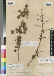 Image result for Chazaliella abrupta