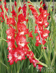 Image result for Gladiolus melleri