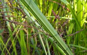 Image result for Panicum monticola