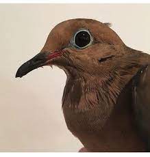 Londonderry Woman Fights To Keep Wounded Mourning Dove Fish And Game Says It S Illegal Animals Unionleader Com