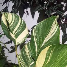 Calathea Lutea Variegata Cissus Discolor Plant Leaves Plants House Plants