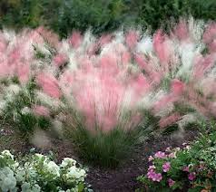 Bellflower grows best in partial to full sun and reaches a height and width up to 3 feet, depending on the variety. Cottage Farms 3 Pc Peppermint Twist Ornamental Grass Sadovye Idei Sady Na Otkrytom Vozduhe Krasivye Sady