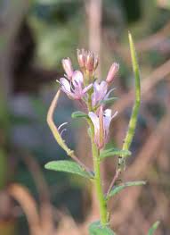 Image result for Cleome monophylla