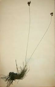 Image result for Bulbostylis contexta