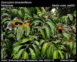 Image result for Meliaceae