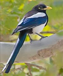 Black Birds In California Pin On Birds Found In Santa Barbara County