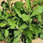 Image result for Laggera