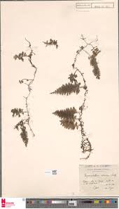 Image result for Hymenophyllum splendidum