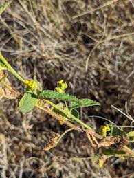 Image result for Waltheria indica