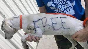 We have strict requirements based on experience, breeding facilities, animal care and more—take a peek at our breeder pledge for more information if you're looking for a puppy for sale near me. Puppy Found With Free Written On Fur Gets A New Family