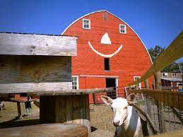 So Many Cute Animals To Pet And Feed At Erickson S Petting Zoo So Much Fun Even The Buildings Smile Explorealex Zoo Animals Alexandria Minnesota Zoo