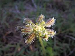 Image result for Daucus incognitus