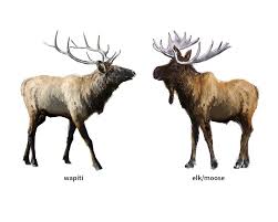 Pronunciation of barren with 6 audio pronunciations, 40 synonyms, 5 meanings, 13 translations, 22 sentences and more for barren. Wapiti Noun Definition Pictures Pronunciation And Usage Notes Oxford Advanced Learner S Dictionary At Oxfordlearnersdictionaries Com