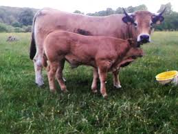 En situation dominante, ensemble immobilier en pierre, composé d'une maison d'habitation de 420 m² habitables, d'une maison d'amis de 130 m² habitables avec auvent en pierre de 43 m², d'une piscine au chlore de. Eleveurs De Bovins Eure Et Loir 28 Bovins En Vente Directe Producteur