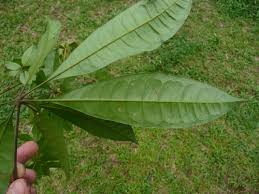 Image result for Oldfieldia dactylophylla