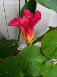 Image result for Stictocardia beraviensis