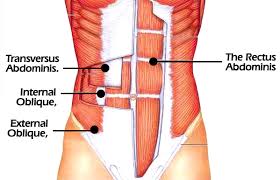 The abdominal wall is the wall enclosing the abdominal cavity that holds a bulk of gastrointestinal viscera. Abdominal Anatomy Elliot S Site