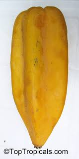 Image result for Carica