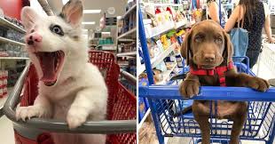 — choose a quantity of woof woof puppies prices. 22 Cute Dogs That Love Shopping Kart Rides More Than Anything